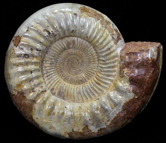 Wide Jurassic Ammonite Fossil - Madagascar #59602